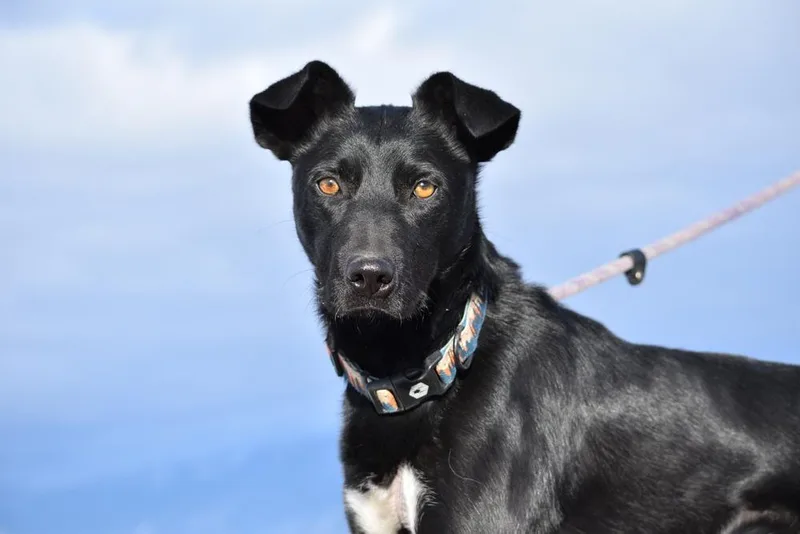 Sir Charles thumbnail 2