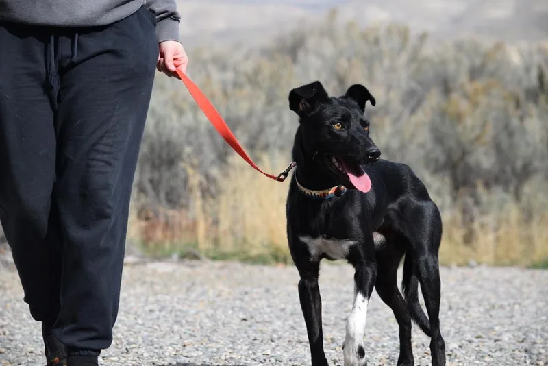 Sir Charles thumbnail 3