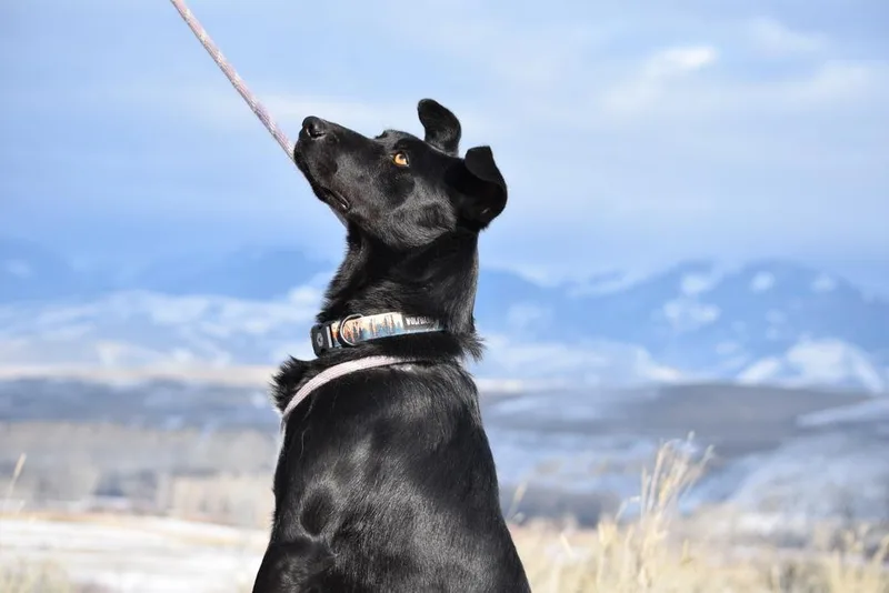 Sir Charles thumbnail 4