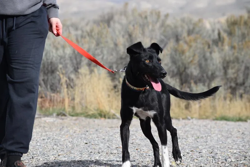 Sir Charles thumbnail 5