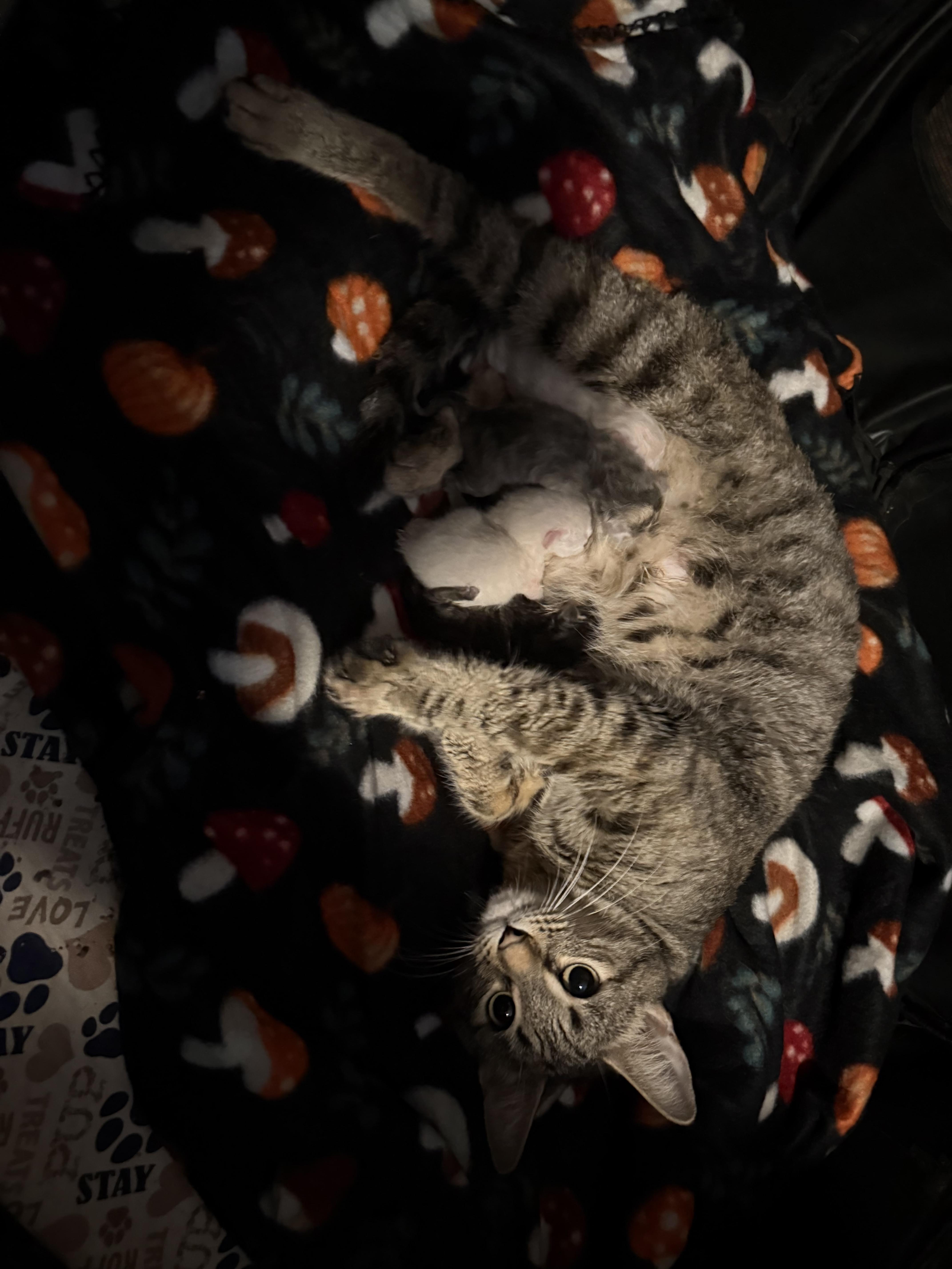 An adult medium-sized female Domestic Short Hair cat named Ember for adoption in Delmar, NY