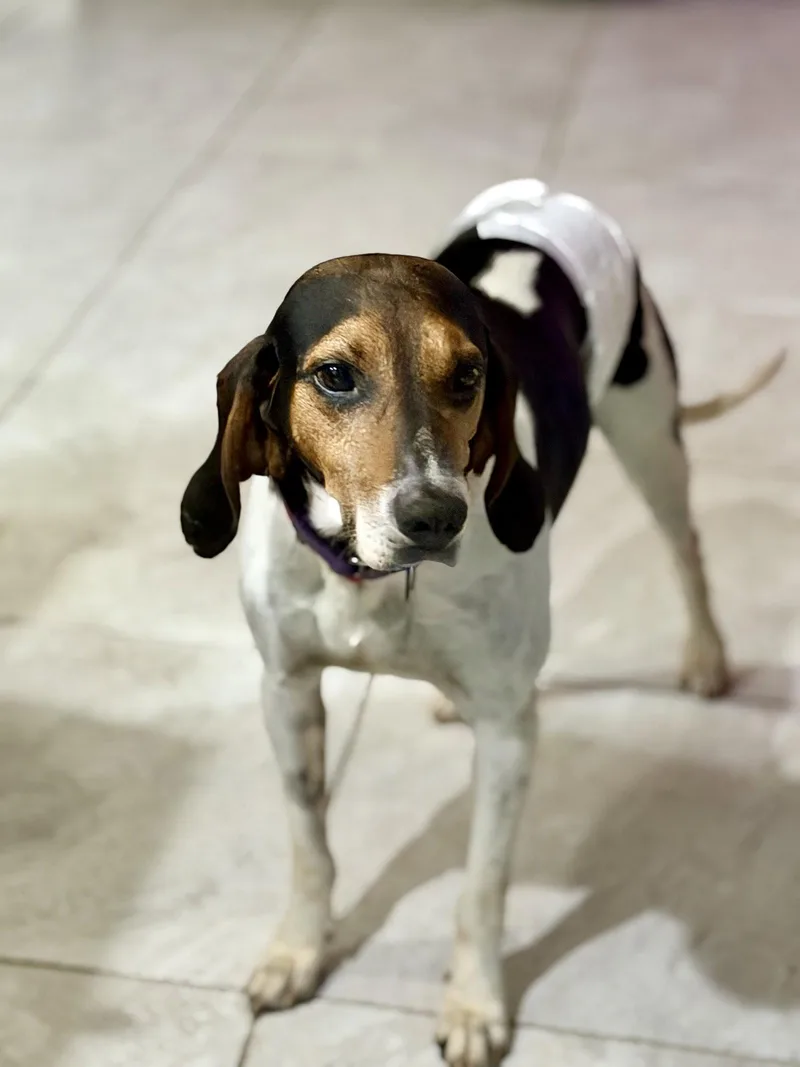 An adult medium-sized male Coonhound dog named Herby for adoption in Tampa, FL