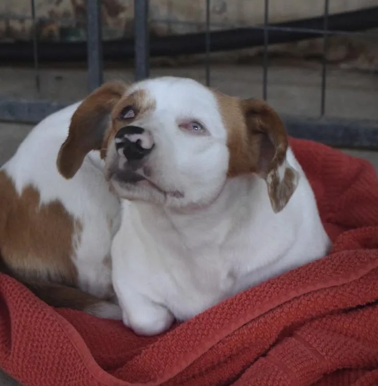 An adult small-sized female Chiweenie dog named Van Winkle for adoption in Centerville, GA