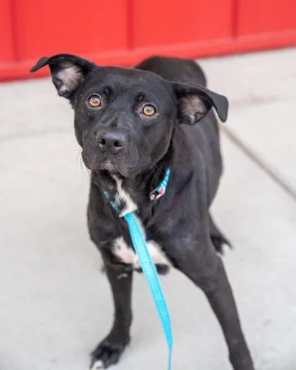 An adult medium-sized female Labrador Retriever dog named Missy for adoption in Pequot Lakes, MN
