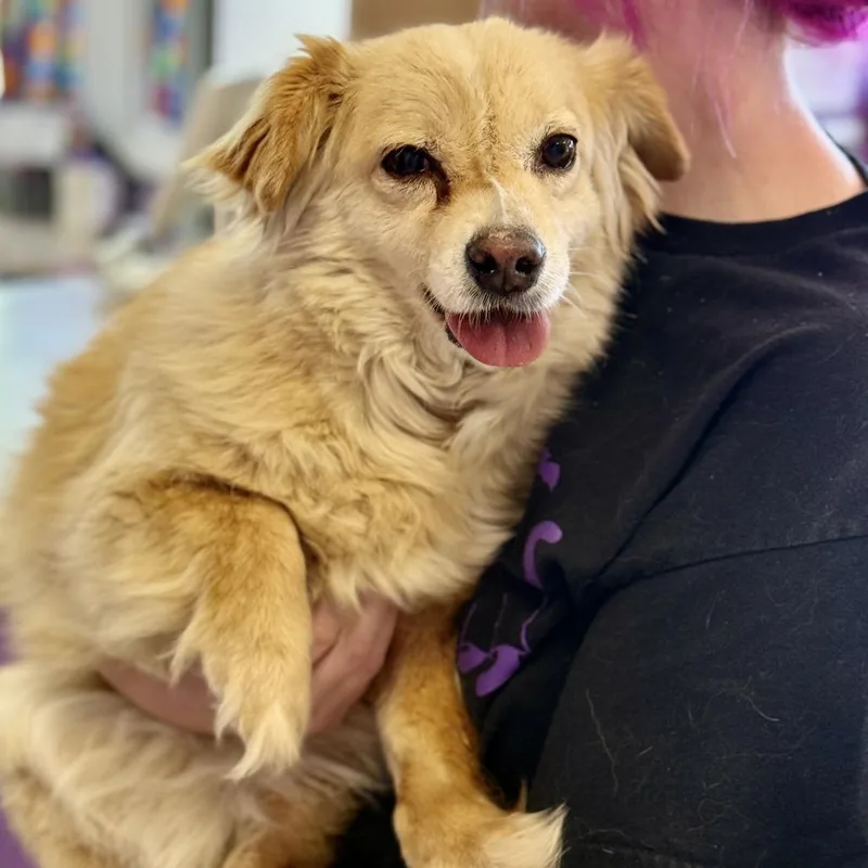 A senior small-sized female Yellow / Tan / Blond / Fawn Spaniel dog named Clover for adoption in Fresno, CA