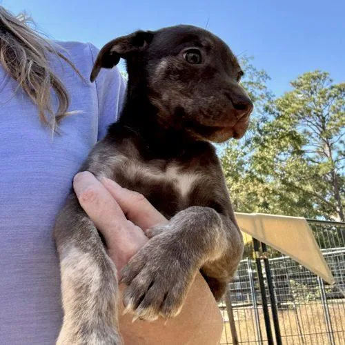 A baby medium-sized female Brown / Chocolate Labrador Retriever dog named Yasmine for adoption in Sanford, NC