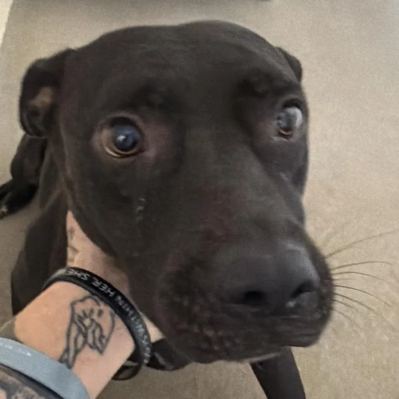A young medium-sized female Black Labrador Retriever dog named Holly for adoption in Palestine, TX