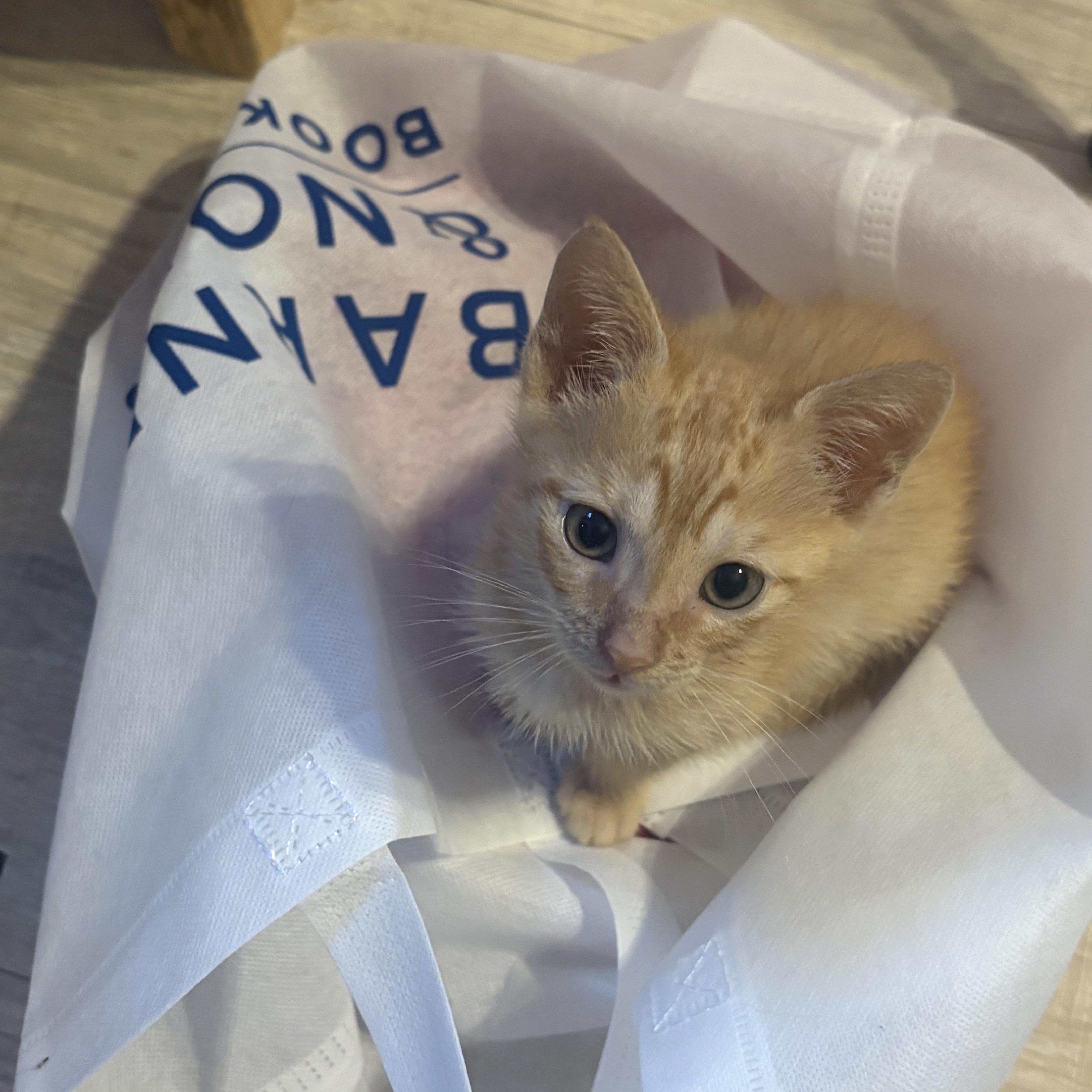 A young medium-sized male Tabby (Orange / Red) Domestic Short Hair cat named Cheddar for adoption in Nutley, NJ