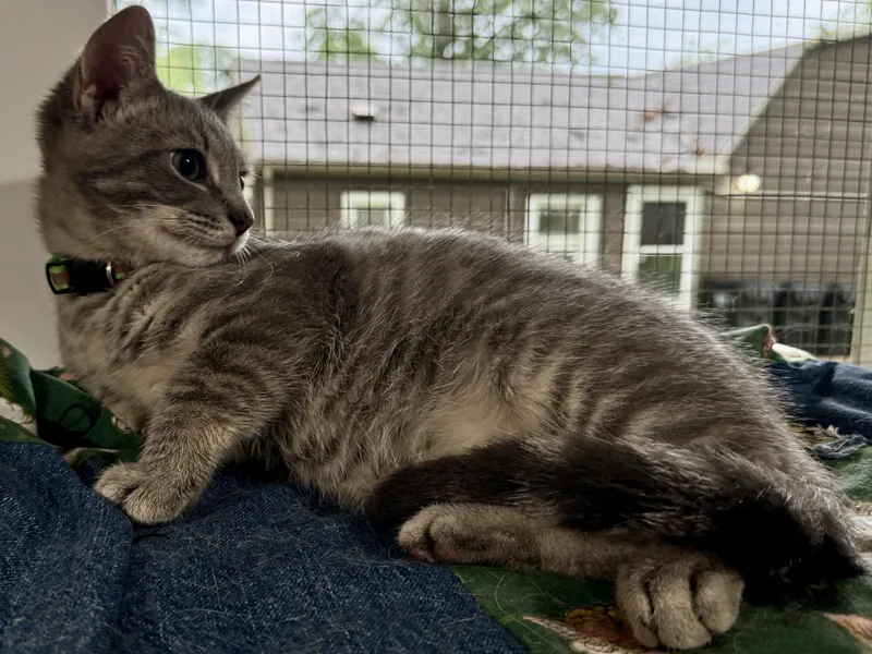 A baby medium-sized male Tabby (Gray / Blue / Silver) Domestic Short Hair cat named Ace for adoption in Ashland, OH