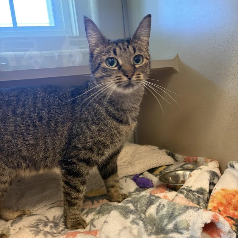 An adult medium-sized female Brown / Chocolate Domestic Short Hair cat named Fairy Godmother for adoption in Gloucester, VA