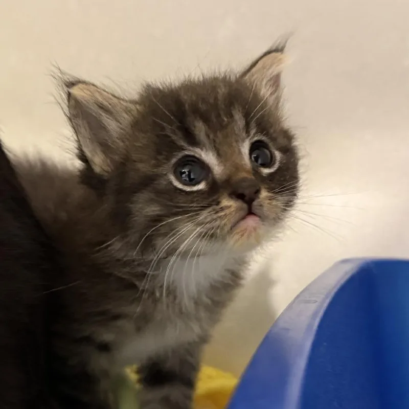 A baby small-sized female Domestic Medium Hair cat named Zonda for adoption in Tucson, AZ