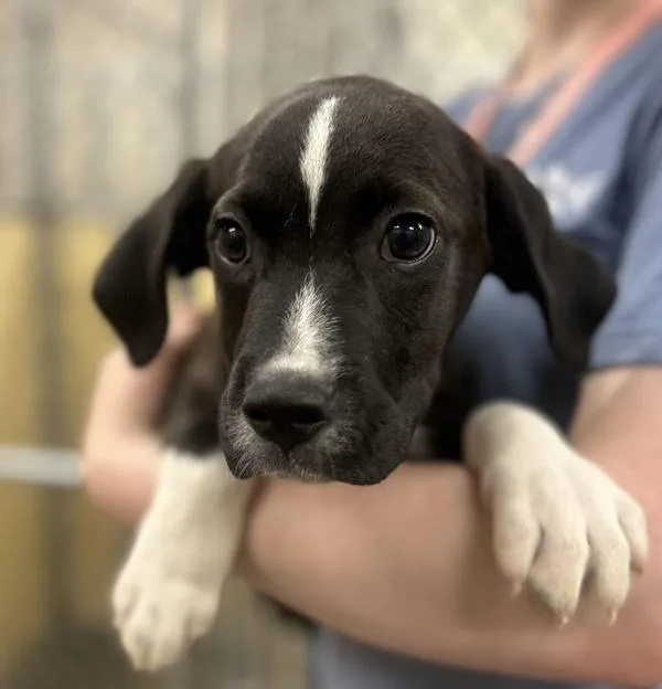 A baby large-sized male Labrador Retriever dog named Simon for adoption in Sioux City, IA