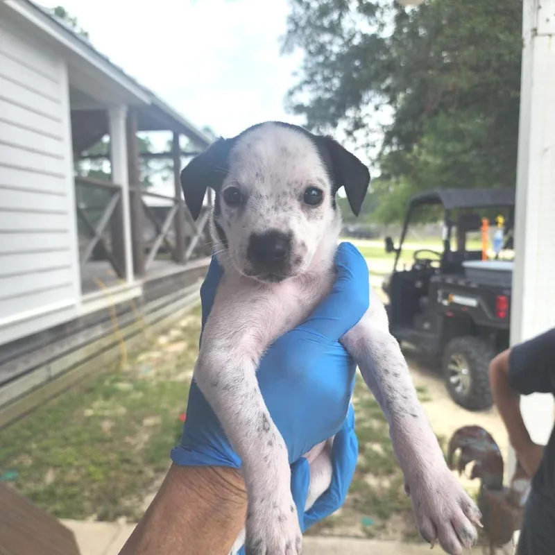 A baby medium-sized male Black Mixed Breed dog named Kroger for adoption in Freeport, FL