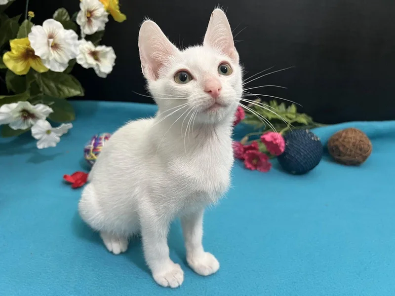 A baby small-sized male White Domestic Short Hair cat named Finn for adoption in Fayetteville, GA