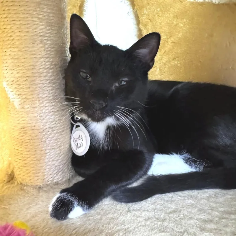 Candyman thumbnail 2