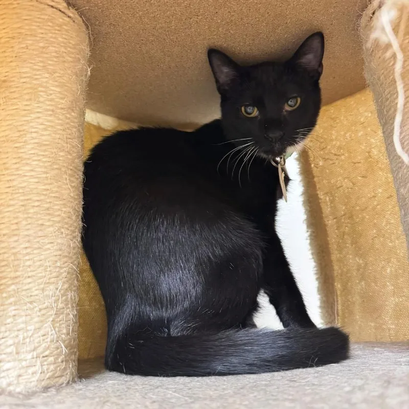 Candyman thumbnail 3