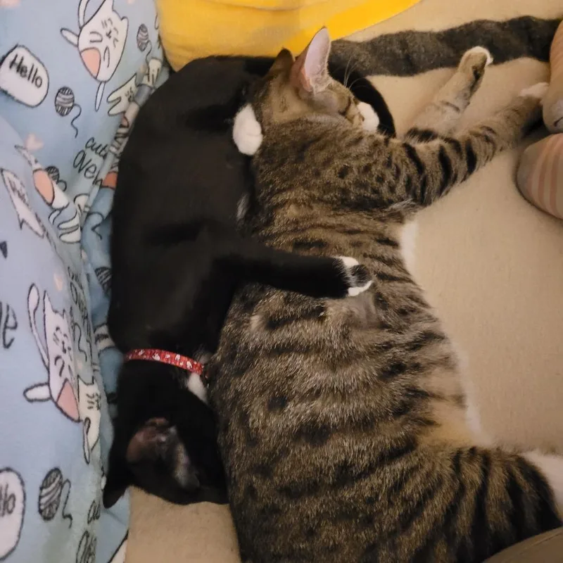 Candyman thumbnail 4