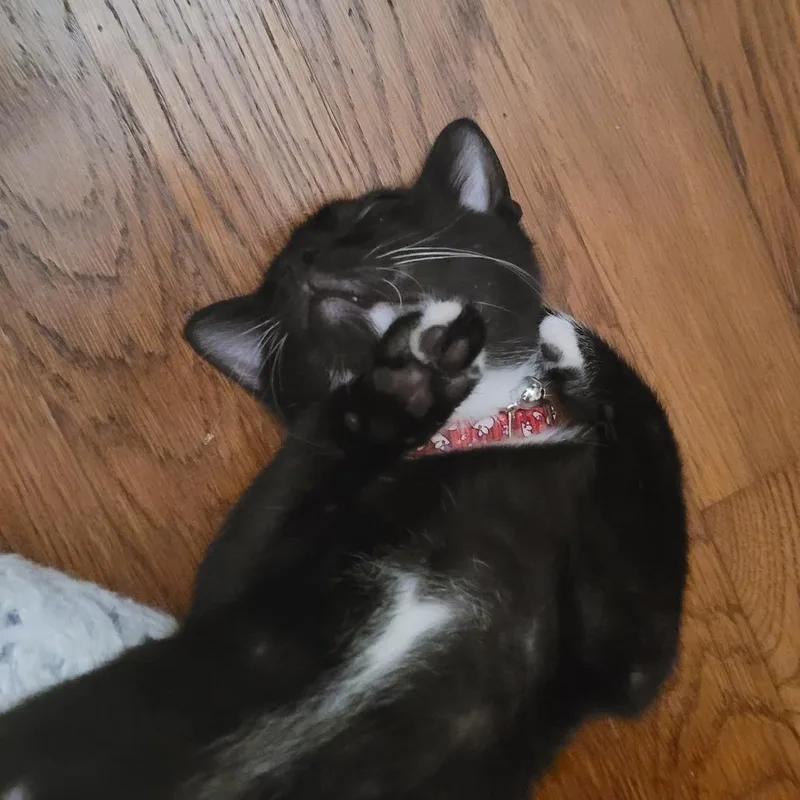 Candyman thumbnail 5