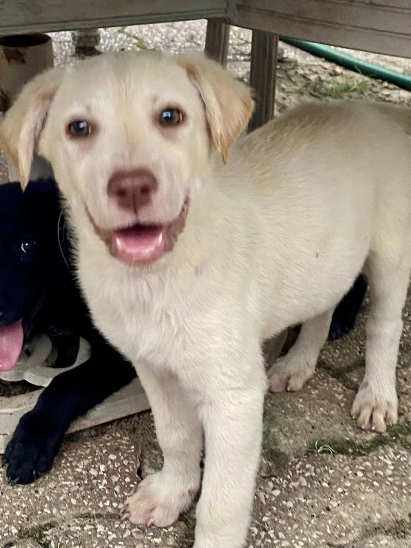 A baby medium-sized male Labrador Retriever dog named Sven for adoption in Barnhart, MO