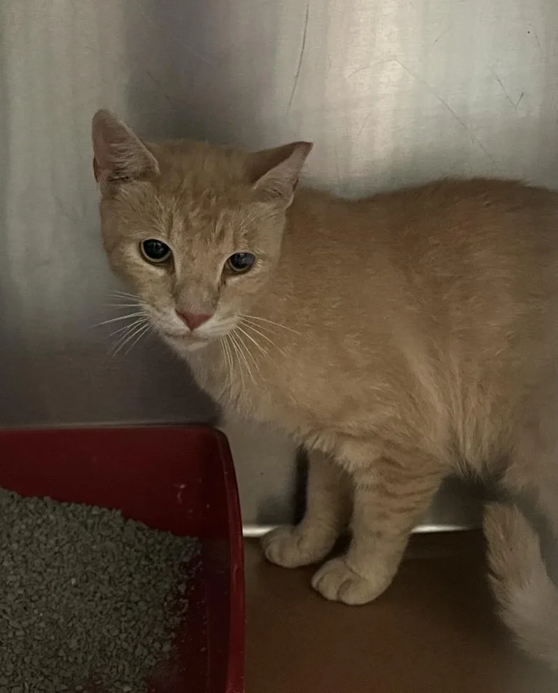 A young small-sized male Domestic Short Hair cat named Ned for adoption in Cartersville , GA