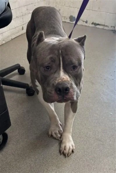 A young large-sized male Pit Bull Terrier dog named Hulk for adoption in San Bernardino, CA