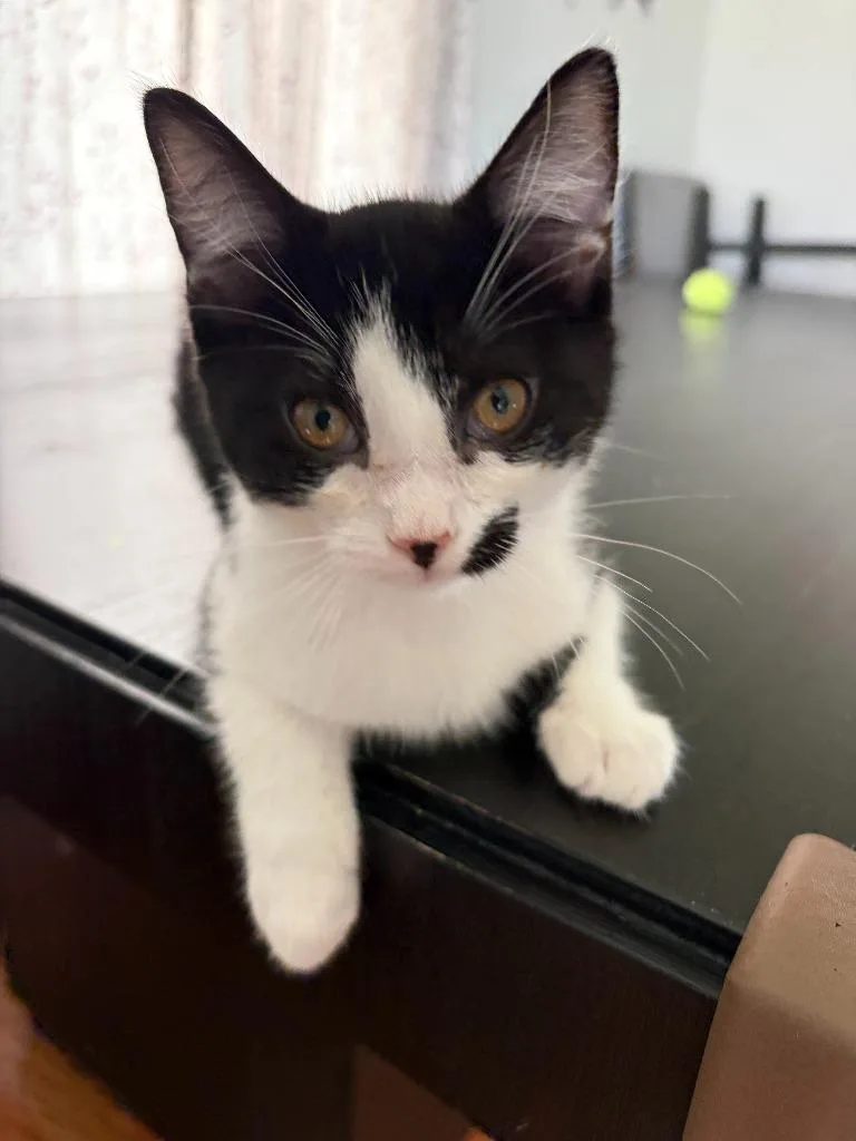 A baby small-sized female American Shorthair cat named Zoey for adoption in Hagaman, NY