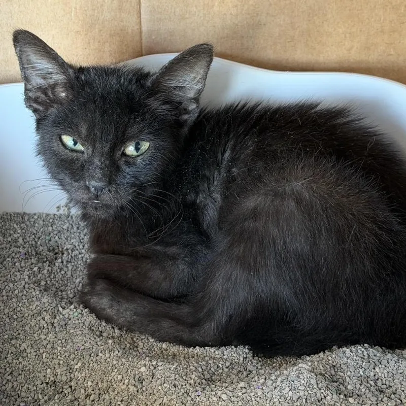 A baby small-sized female Black Domestic Short Hair cat named Bo for adoption in Long Beach, CA