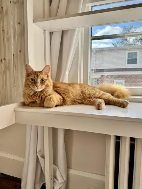 A young medium-sized male Tabby (Orange / Red) Domestic Long Hair cat named Darrow & Blue for adoption in Stewartsville,, NJ