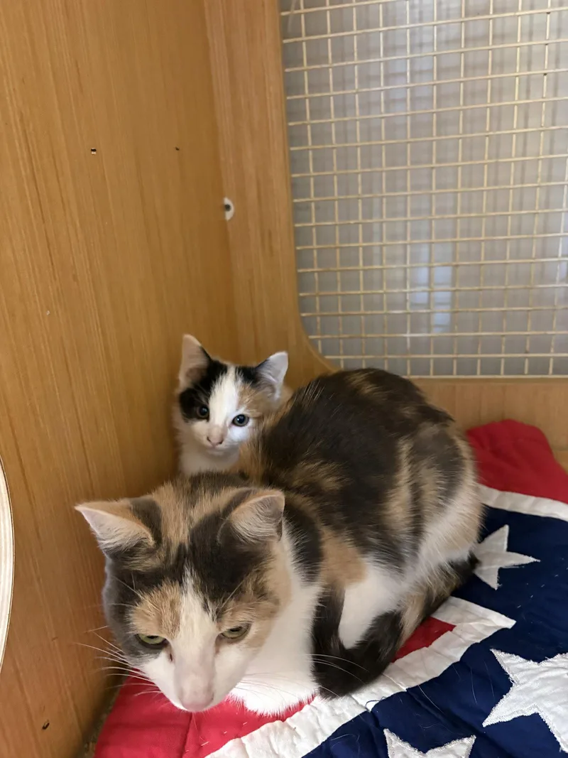 A baby medium-sized female Calico cat named Pebbles for adoption in White Bluff, TN