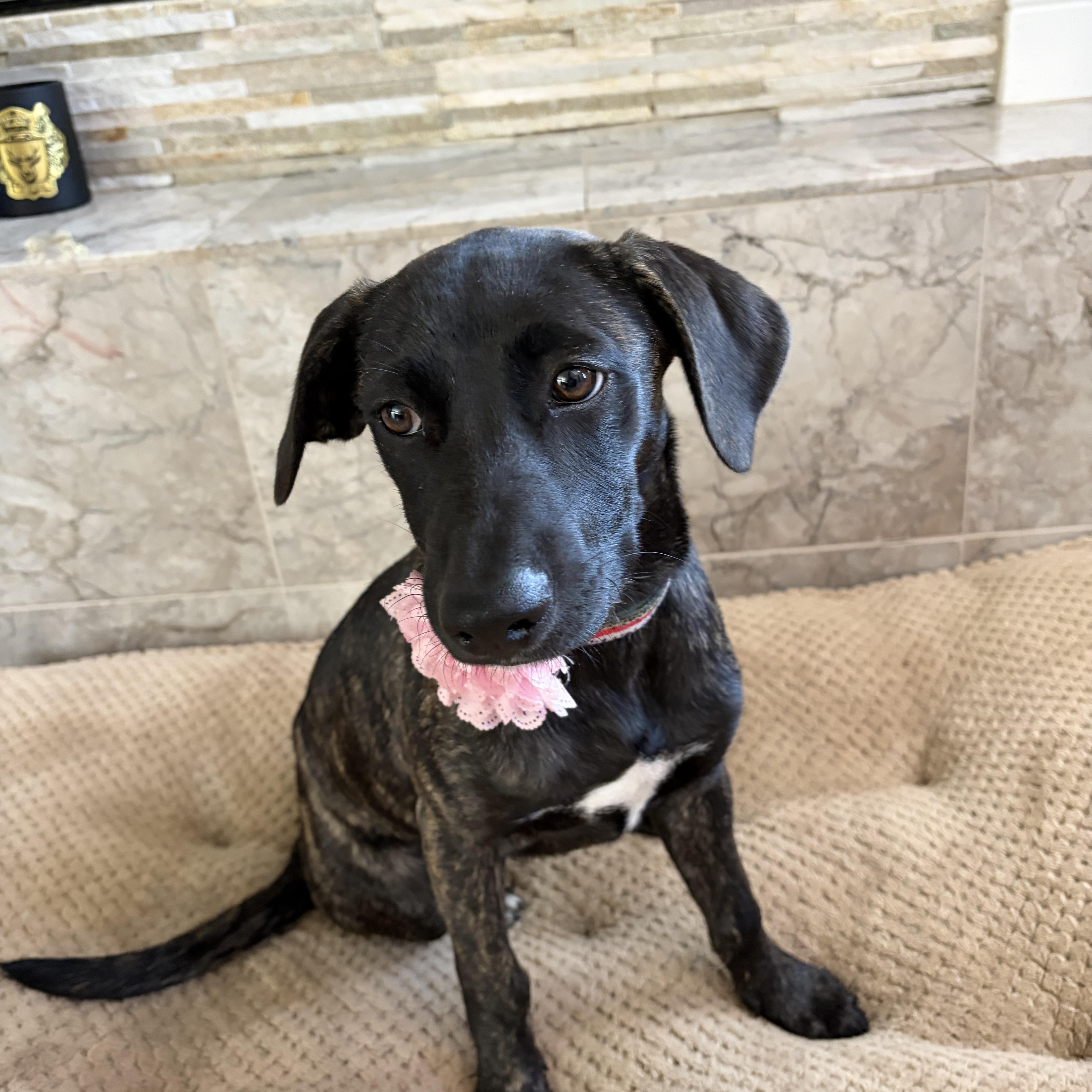 A baby medium-sized female Brindle Dutch Shepherd dog named Nala for adoption in Poway, CA