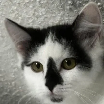 A baby medium-sized female Tuxedo cat named Kismet Gorgeous Little for adoption in Hoquiam, WA