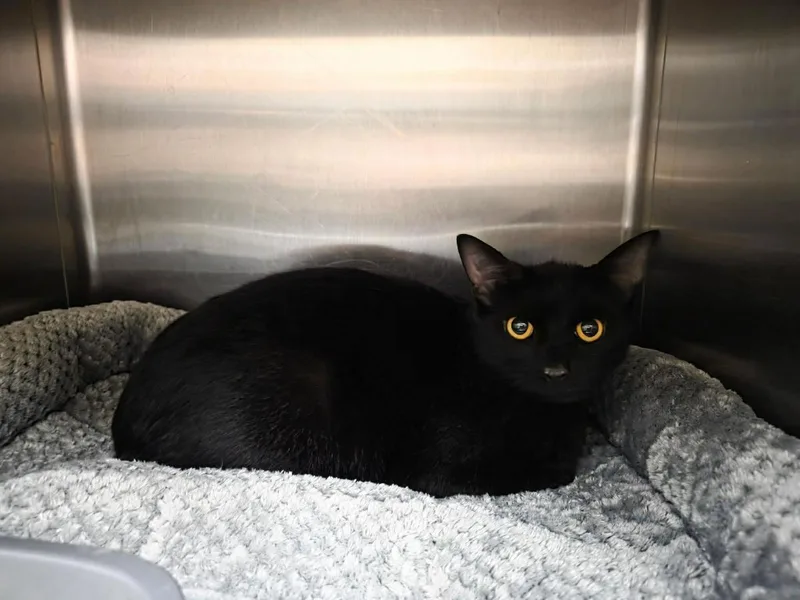 An adult medium-sized female Black Domestic Short Hair cat named Sailor Moon for adoption in Rockwall, TX