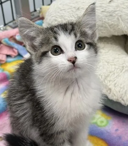 A baby small-sized female Domestic Short Hair cat named Virgo for adoption in Mount Pleasant, IA