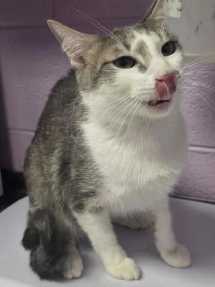 A young small-sized male Gray / Blue / Silver Domestic Short Hair cat named 61457775 for adoption in El Paso, TX
