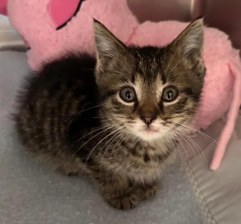 A baby medium-sized male Tabby (Brown / Chocolate) Domestic Short Hair cat named Boyd for adoption in Tomah, WI