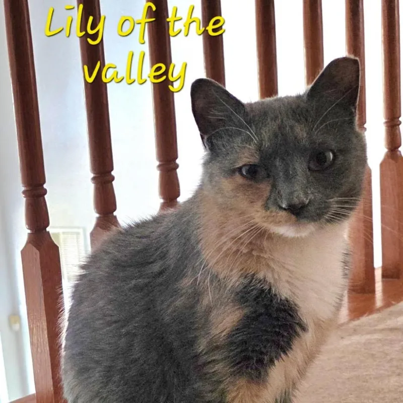 An adult medium-sized female Calico Domestic Short Hair cat named Lily Of The Valley for adoption in Waldorf, MD