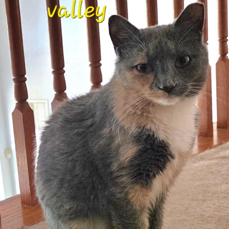 Lily Of The Valley thumbnail 2