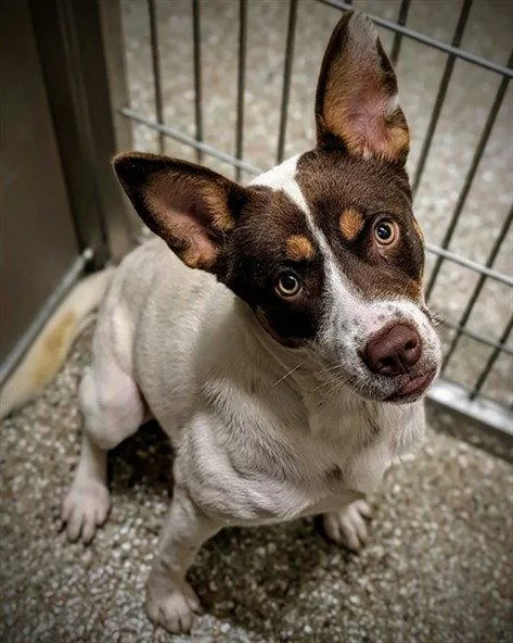 An adult medium-sized female Australian Cattle Dog / Blue Heeler dog named Leeanne for adoption in Clyde, NC