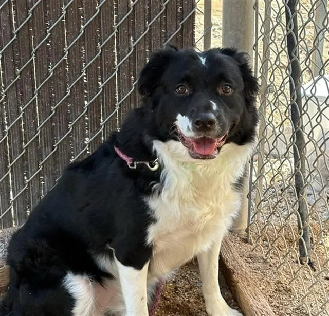 An adult medium-sized female Collie dog named Emma for adoption in Tucson, AZ
