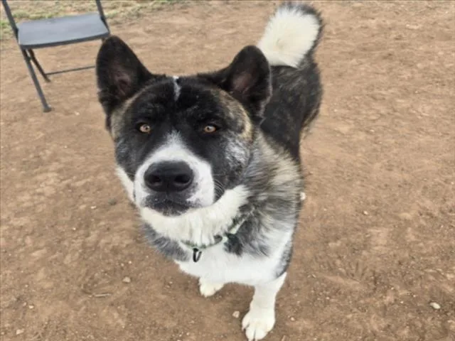 A young extra large-sized male Akita dog named Boris for adoption in Santa Fe, NM