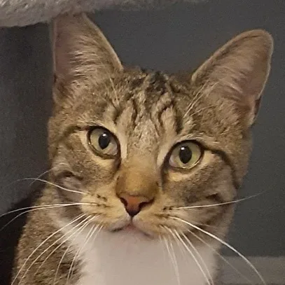An adult medium-sized female Domestic Short Hair cat named Lulu for adoption in Alexandria, VA