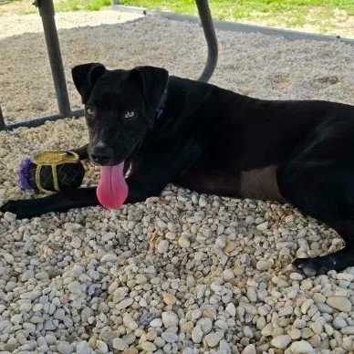 A young medium-sized female Black Mixed Breed dog named Yasmeen for adoption in BONIFAY, FL