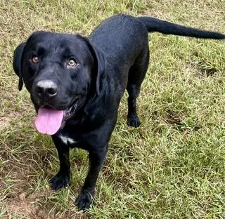 An adult large-sized male Black Labrador Retriever dog named Busby for adoption in Alexandria, LA
