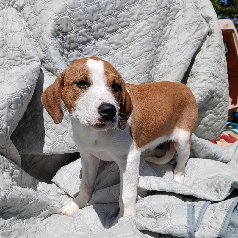 A baby small-sized female Brown / Chocolate Mixed Breed dog named Sasha for adoption in Williston, FL