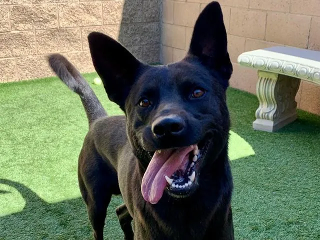 A young medium-sized male Black Shepherd dog named SAVE ME PLEASE Alonzo for adoption in San Marcos, CA