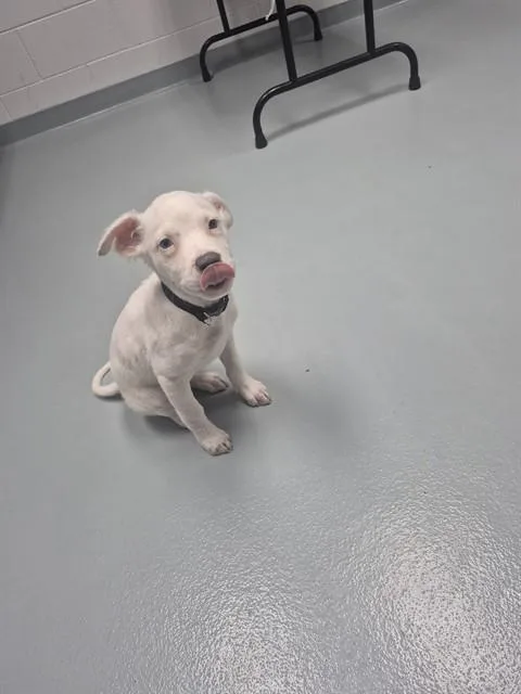 A baby small-sized female Border Collie dog named Artemis for adoption in Saint Cloud, FL