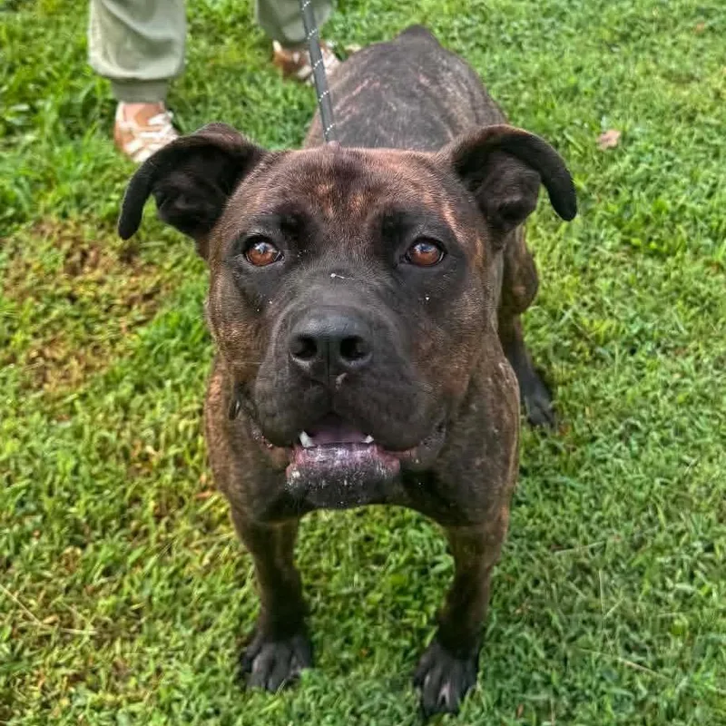 A young large-sized female Brown / Chocolate Mixed Breed dog named Babka for adoption in Edwardsville, IL