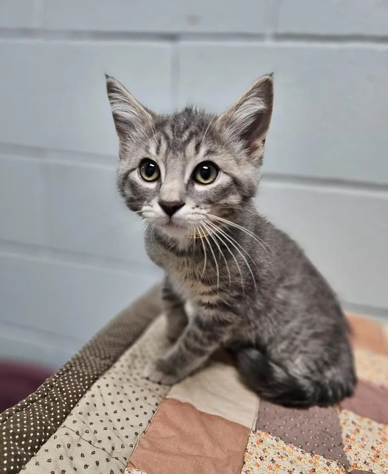 A baby medium-sized male Domestic Short Hair cat named Gandolf for adoption in Huntington, IN