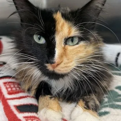 A young medium-sized female Black Domestic Long Hair cat named Harlequin for adoption in Tinley Park, IL