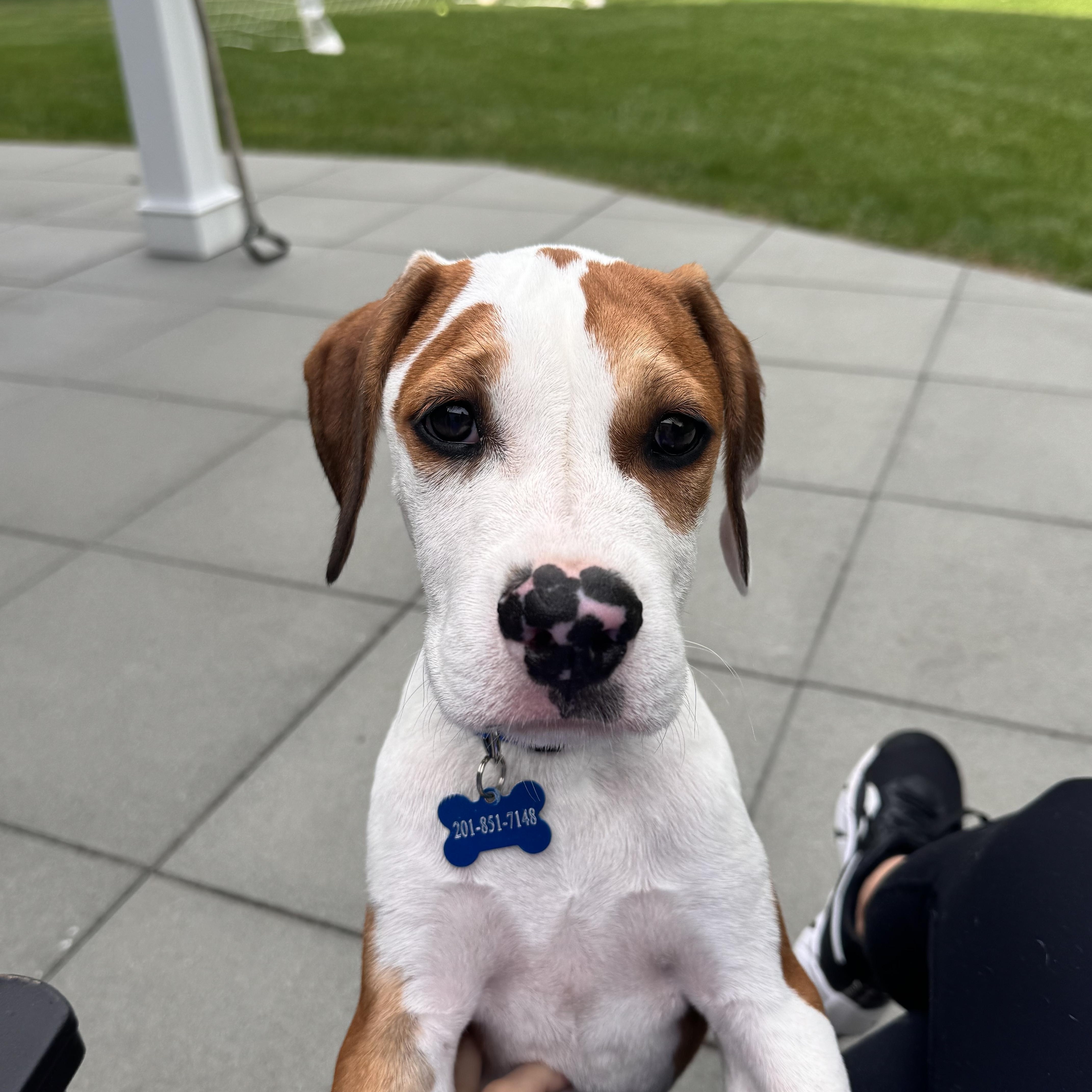 A baby medium-sized male Hound dog named Robert for adoption in Seale, AL